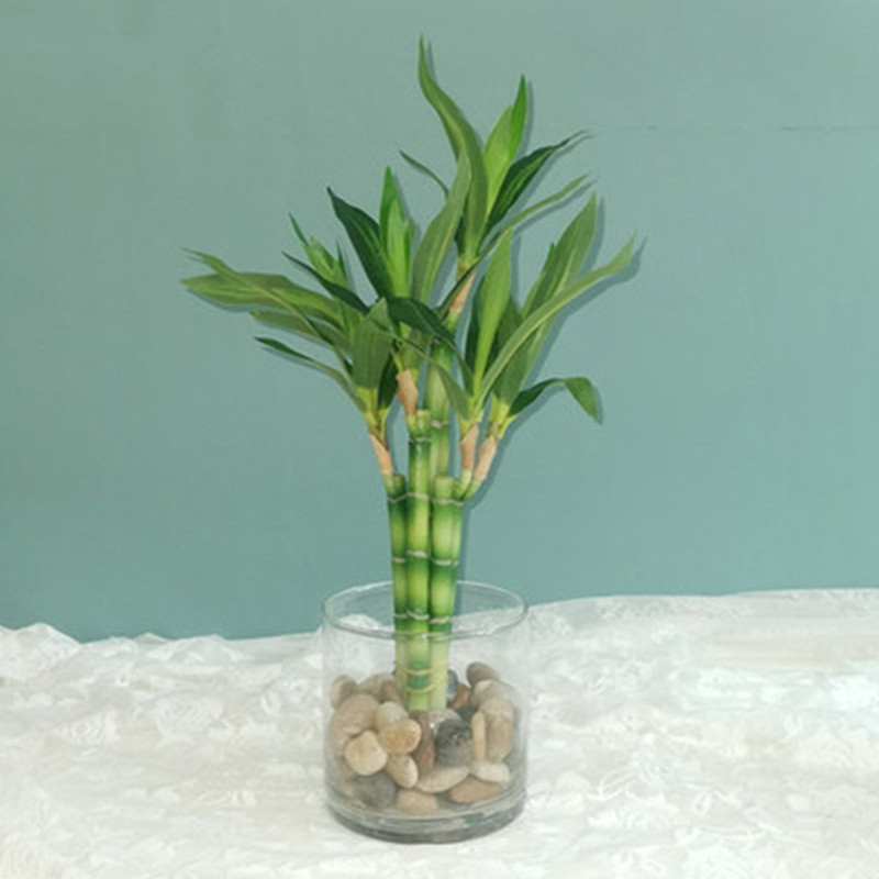 Aquarium Fish Home - New 40cm rFtificial Lucky Bamboo Succulent