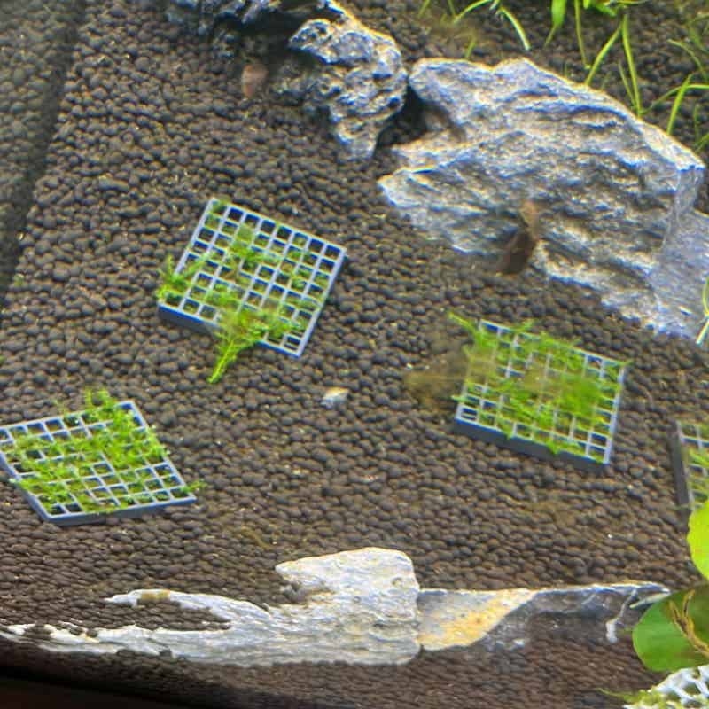 Aquarium Fish Elevator - Aquarium Moss Mesh Holder Elevated Aquatic