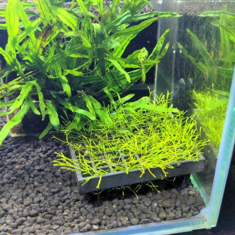 Aquarium Moss Mesh Holder Elev - Aquarium Fish Elevator recension och pris